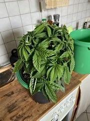 Lemon Cherry Gelato/ feminized. Week 5