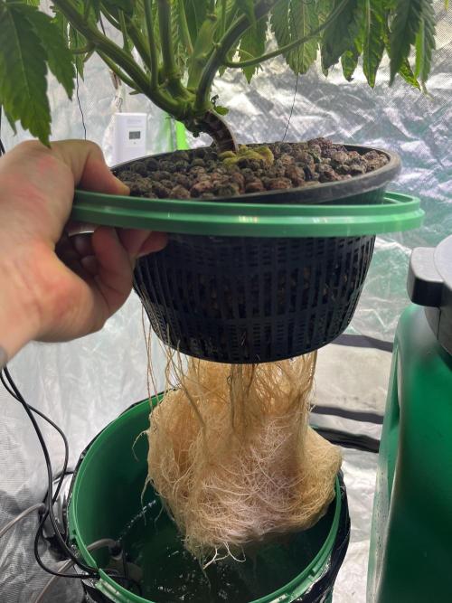 Lemon Cherry Gelato/ feminized. Week 6