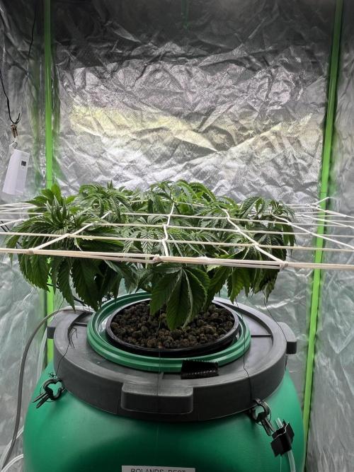 Lemon Cherry Gelato/ feminized. Week 6
