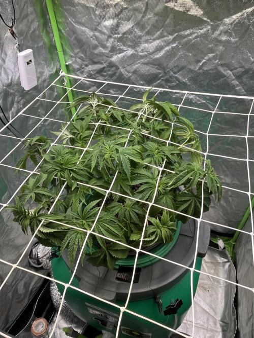 Lemon Cherry Gelato/ feminized. Week 6