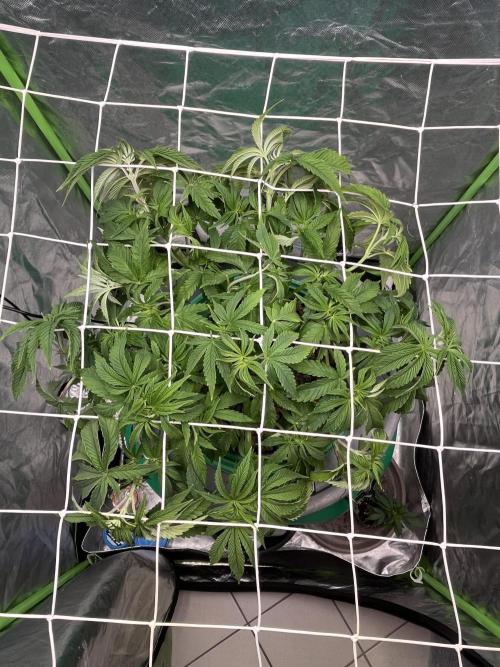 Lemon Cherry Gelato/ feminized. Week 6