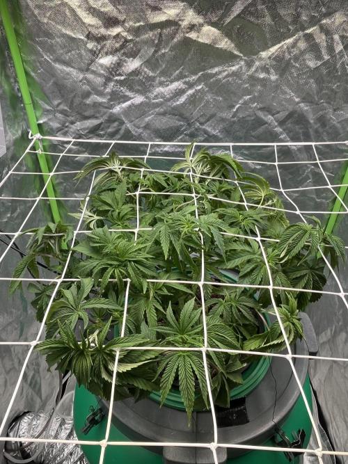 Lemon Cherry Gelato/ feminized. Week 6