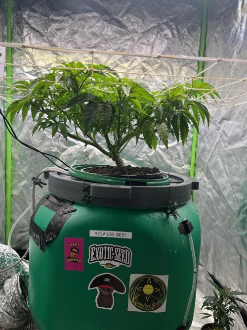 Lemon Cherry Gelato/ feminized. Week 7