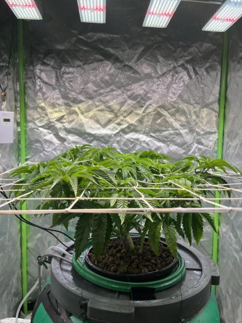 Lemon Cherry Gelato/ feminized. Week 7