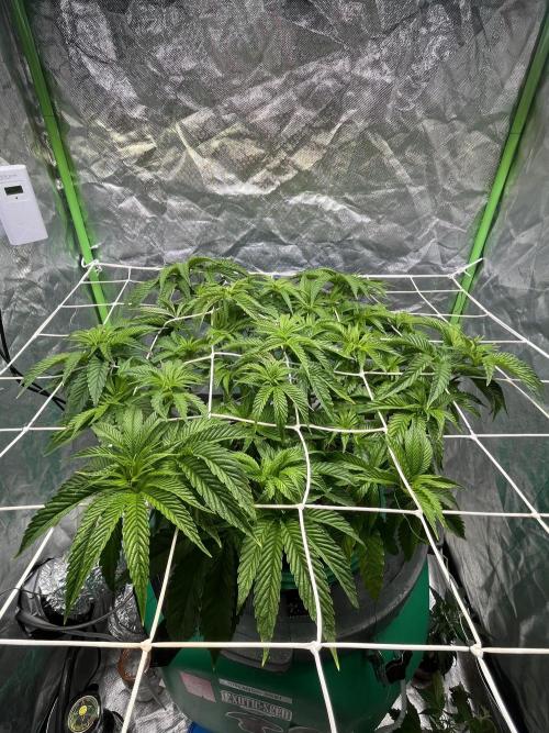Lemon Cherry Gelato/ feminized. Week 7