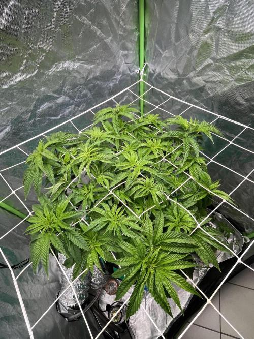 Lemon Cherry Gelato/ feminized. Week 7