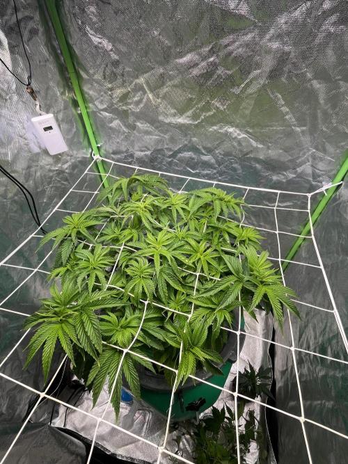 Lemon Cherry Gelato/ feminized. Week 7