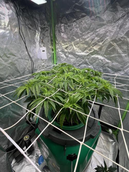 Lemon Cherry Gelato/ feminized. Week 7
