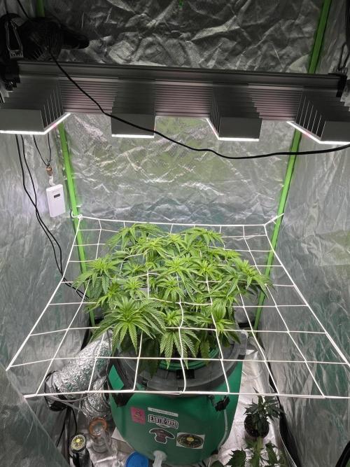 Lemon Cherry Gelato/ feminized. Week 7
