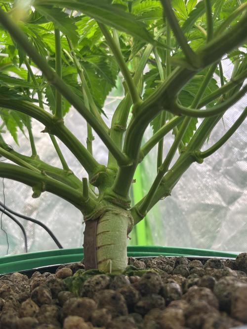 Lemon Cherry Gelato/ feminized. Week 7