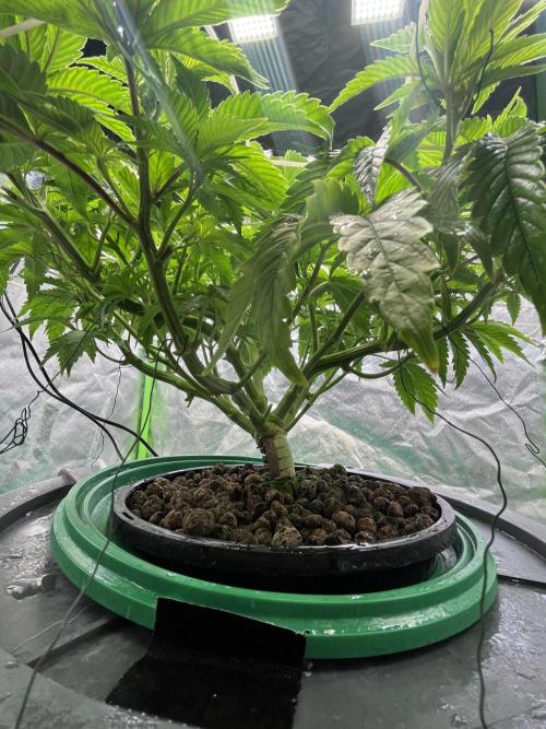 Lemon Cherry Gelato/ feminized. Week 7