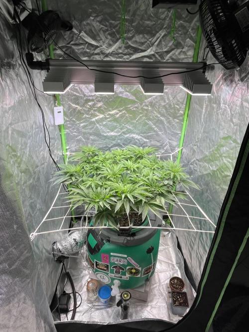 Lemon Cherry Gelato/ feminized. Week 8