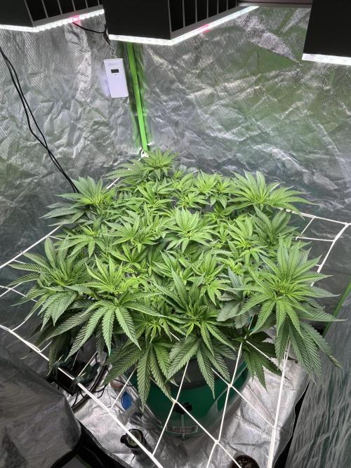 Lemon Cherry Gelato/ feminized. Week 8