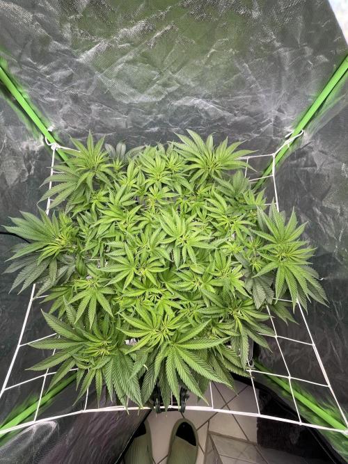 Lemon Cherry Gelato/ feminized. Week 8