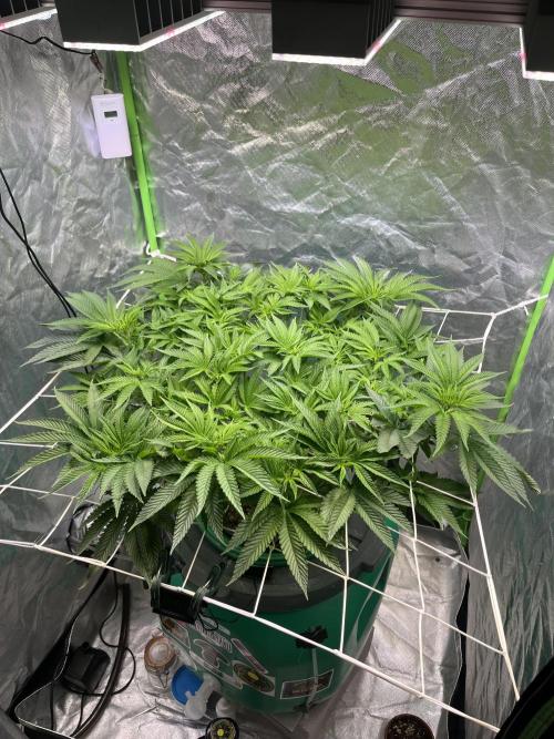 Lemon Cherry Gelato/ feminized. Week 8