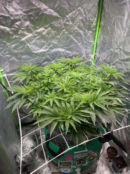 Lemon Cherry Gelato/ feminized. Week 8