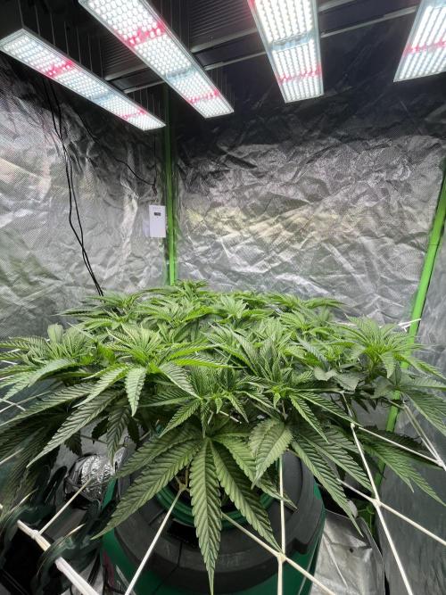 Lemon Cherry Gelato/ feminized. Week 8