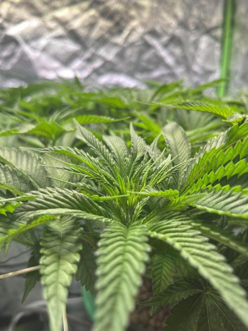 Lemon Cherry Gelato/ feminized. Week 8