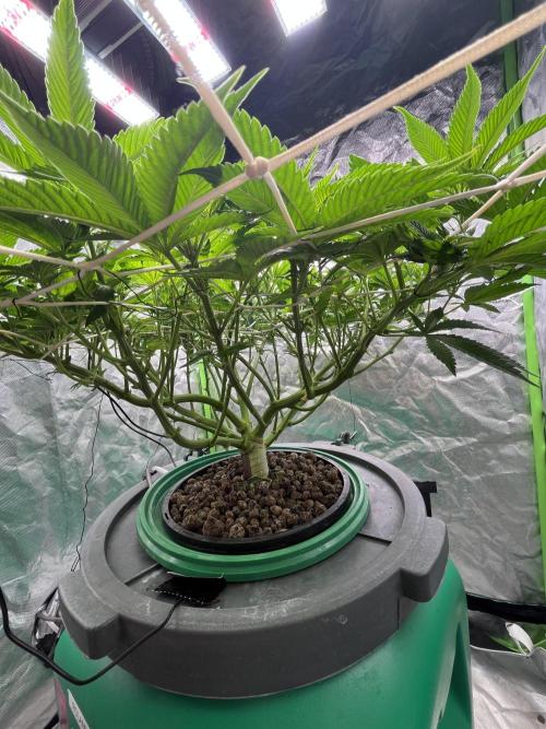 Lemon Cherry Gelato/ feminized. Week 8