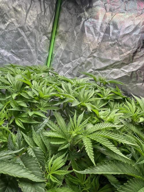Lemon Cherry Gelato/ feminized. Week 8
