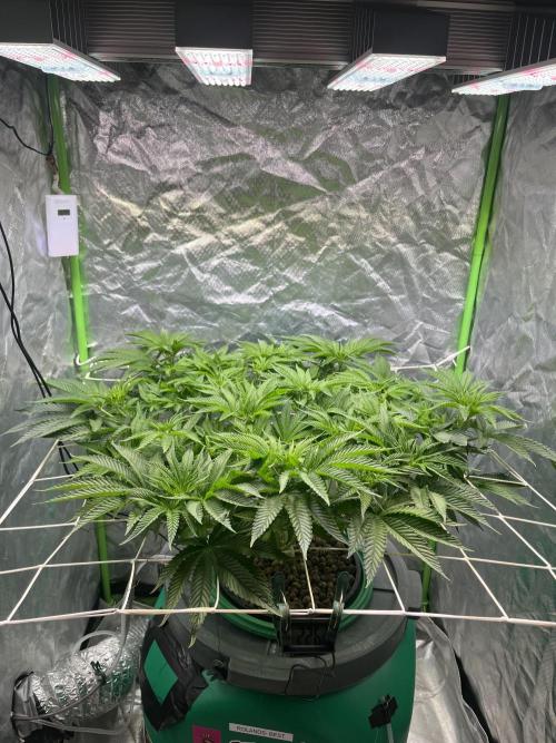 Lemon Cherry Gelato/ feminized. Week 8