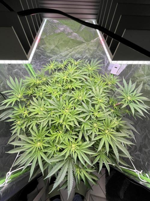 Lemon Cherry Gelato/ feminized. Week 9