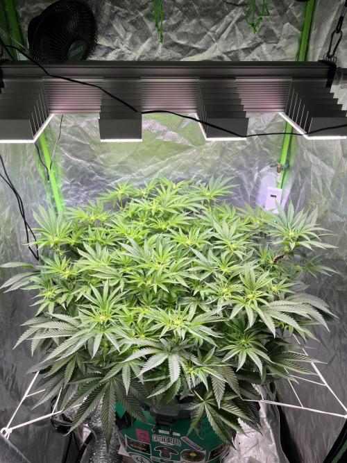 Lemon Cherry Gelato/ feminized. Week 9
