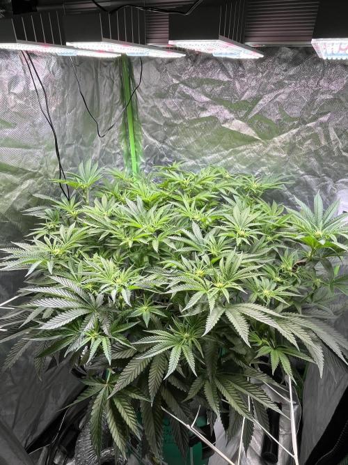 Lemon Cherry Gelato/ feminized. Week 9