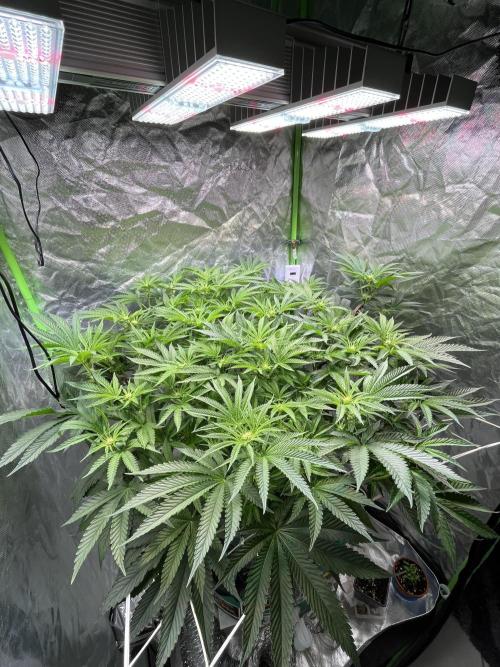 Lemon Cherry Gelato/ feminized. Week 9