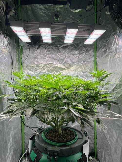 Lemon Cherry Gelato/ feminized. Week 9