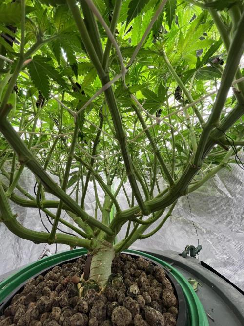 Lemon Cherry Gelato/ feminized. Week 9