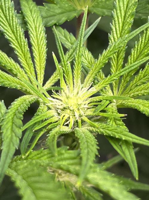 Lemon Cherry Gelato/ feminized. Week 9