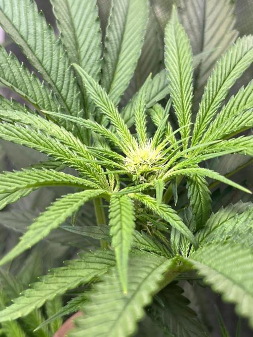 Lemon Cherry Gelato/ feminized. Week 9