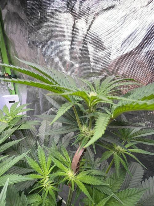 Lemon Cherry Gelato/ feminized. Week 9