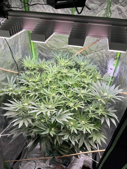 Lemon Cherry Gelato/ feminized. Week 10