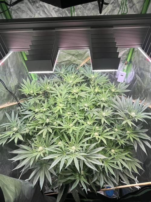 Lemon Cherry Gelato/ feminized. Week 10