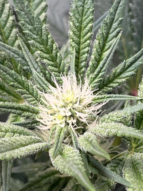 Lemon Cherry Gelato/ feminized. Week 10