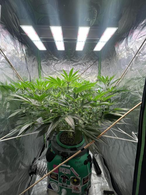Lemon Cherry Gelato/ feminized. Week 10