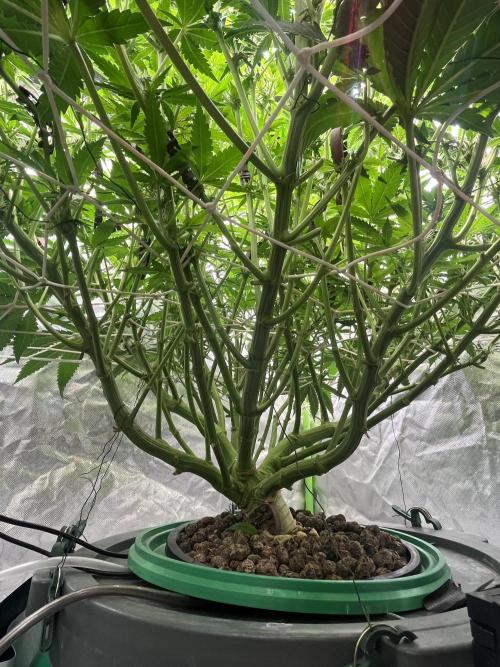 Lemon Cherry Gelato/ feminized. Week 10