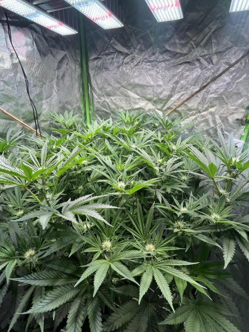Lemon Cherry Gelato/ feminized. Week 10