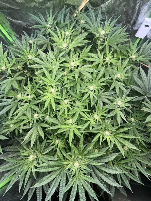 Lemon Cherry Gelato/ feminized. Week 10