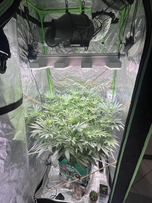 Lemon Cherry Gelato/ feminized. Week 10