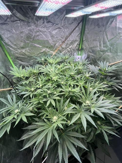 Lemon Cherry Gelato/ feminized. Week 10