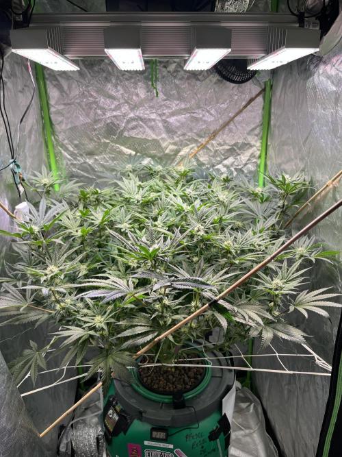 Lemon Cherry Gelato/ feminized. Week 11