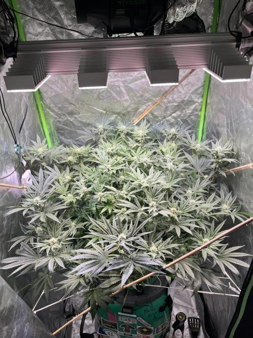 Lemon Cherry Gelato/ feminized. Week 11
