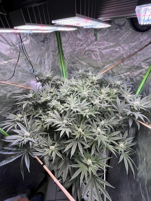 Lemon Cherry Gelato/ feminized. Week 11