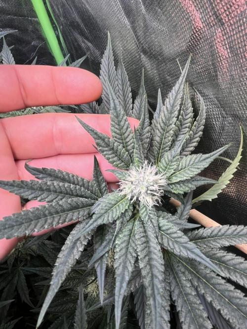 Lemon Cherry Gelato/ feminized. Week 11