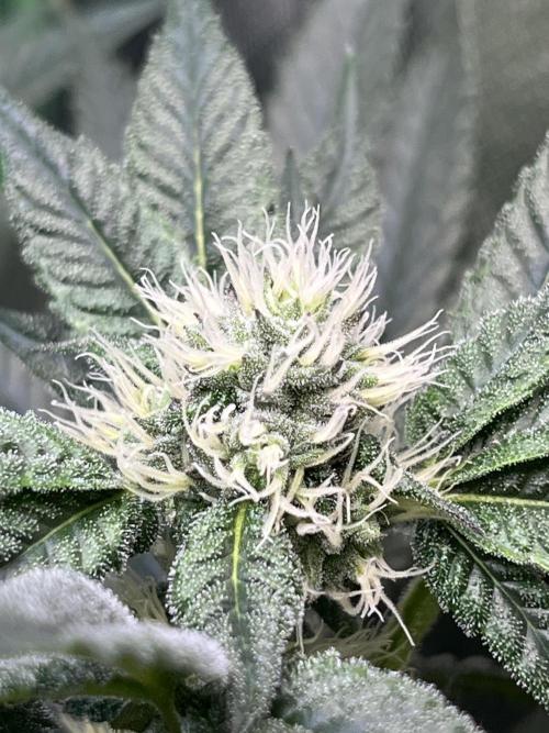 Lemon Cherry Gelato/ feminized. Week 11