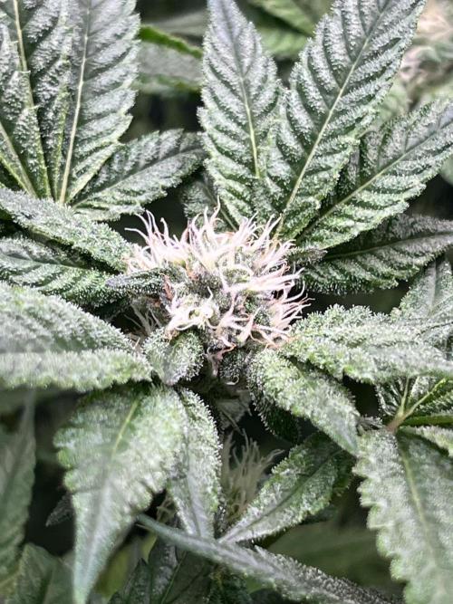 Lemon Cherry Gelato/ feminized. Week 11