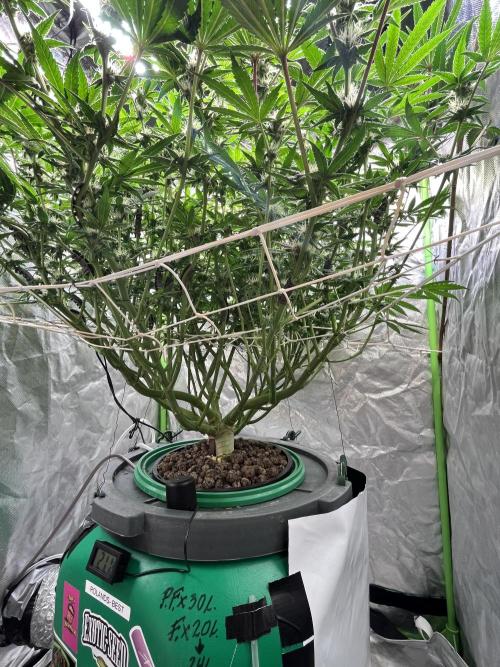 Lemon Cherry Gelato/ feminized. Week 11
